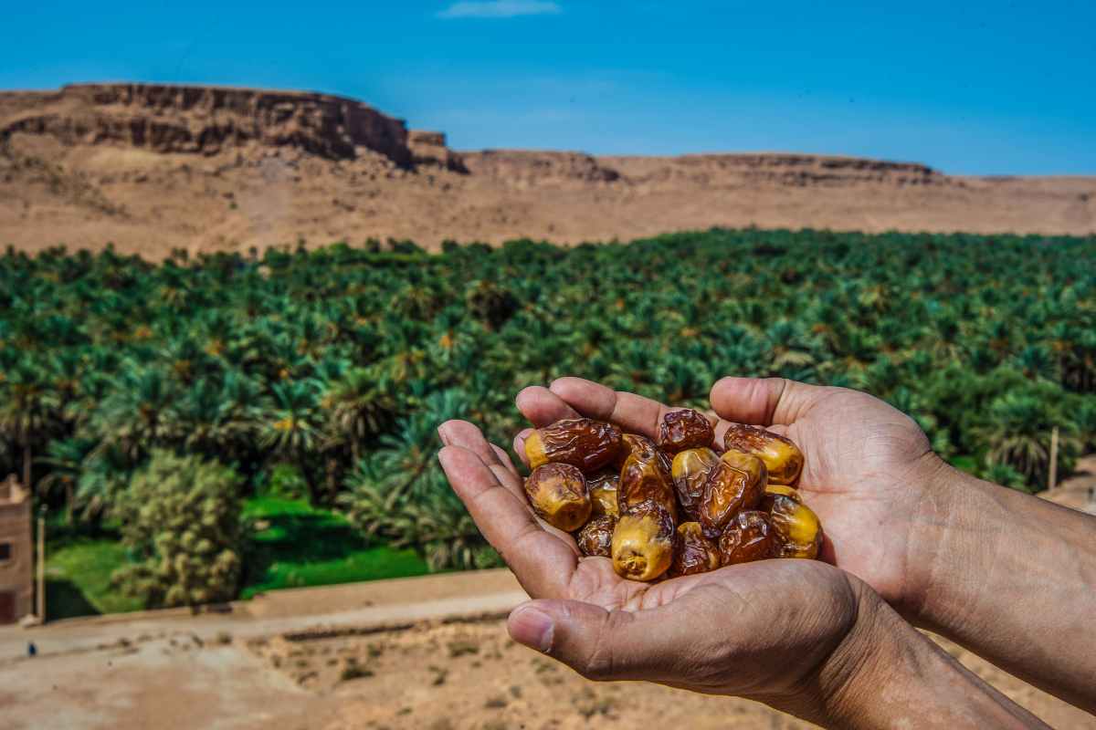 Dátiles del valle del Ziz